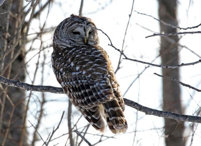 Barred Owl 2025-02-16