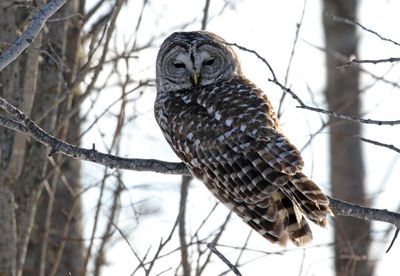 Barred Owl 2025-02-16