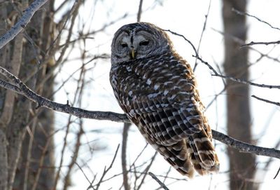 Barred Owl 2025-02-16