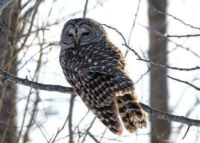 Barred Owl 2025-02-16