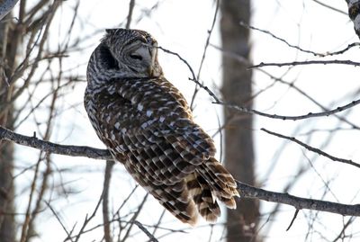 Barred Owl 2025-02-16