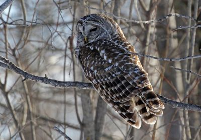 Barred Owl 2025-02-16