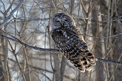 Barred Owl 2025-02-16