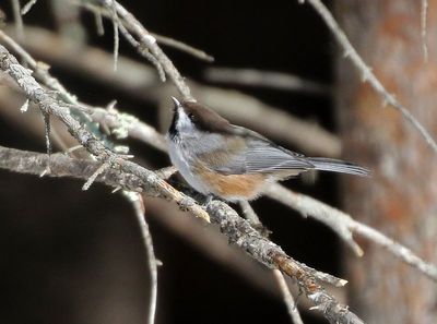 Boreal Chickadee 2025-02-16