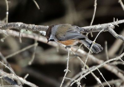 Boreal Chickadee 2025-02-16
