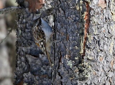 Brown Creeper 2025-02-16