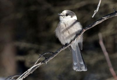 Canada Jay 2025-02-16