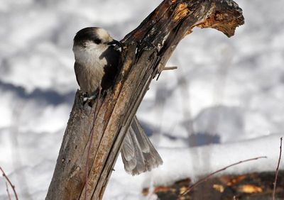 Canada Jay 2025-02-16