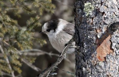 Canada Jay 2025-02-16