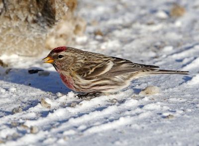 Redpoll 2025-02-16