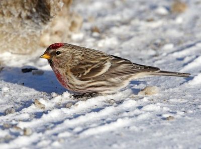 Redpoll 2025-02-16