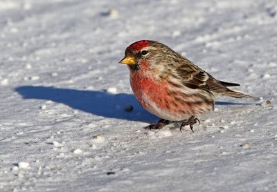 Redpoll 2025-02-16