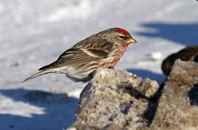 Redpoll 2025-02-16