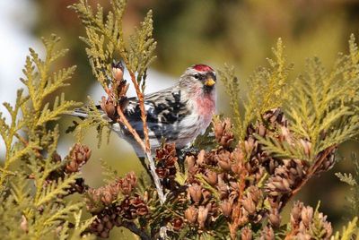 Redpoll 2025-02-16