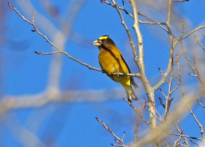 Evening Grosbeak 2025-02-16