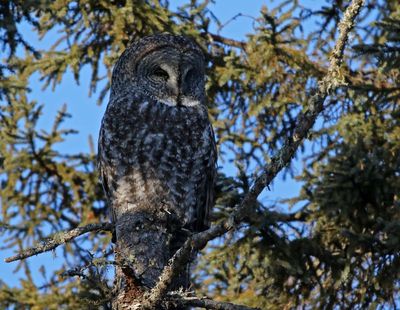 Great Gray Owl 2025-02-16