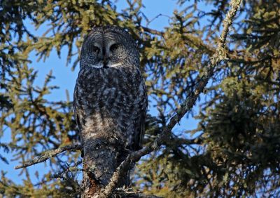 Great Gray Owl 2025-02-16