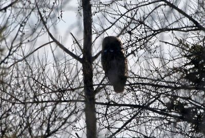 Great Gray Owl 2025-02-16