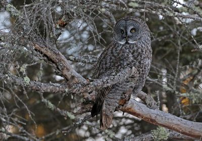 Great Gray Owl 2025-02-16