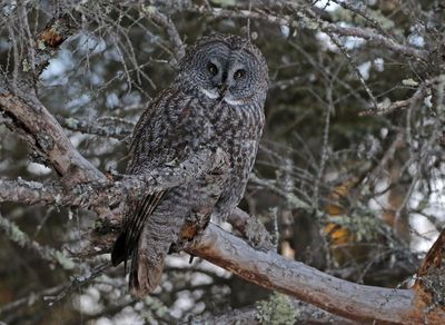 Great Gray Owl 2025-02-16