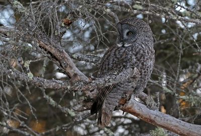 Great Gray Owl 2025-02-16