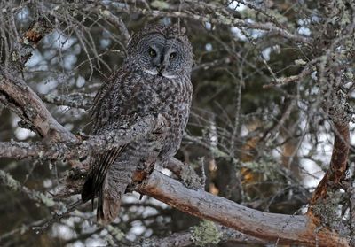 Great Gray Owl 2025-02-16