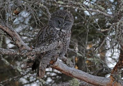 Great Gray Owl 2025-02-16