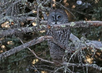 Great Gray Owl 2025-02-16