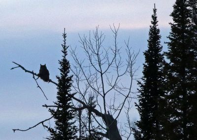 Great Horned Owl 2025-02-16