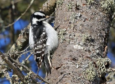 Hairy Woodpecker 2025-02-16