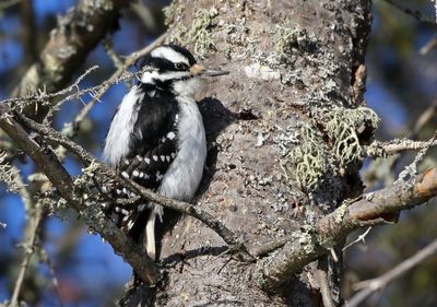 Hairy Woodpecker 2025-02-16