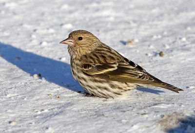 Pine Siskin 2025-02-16