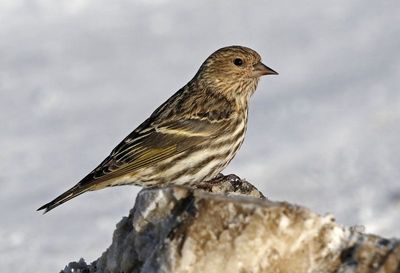 Pine Siskin 2025-02-16