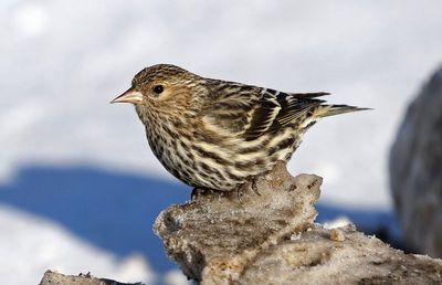Pine Siskin 2025-02-16