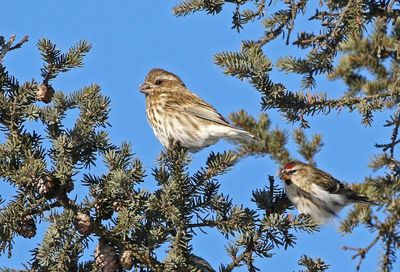 Purple Finch 2025-02-16