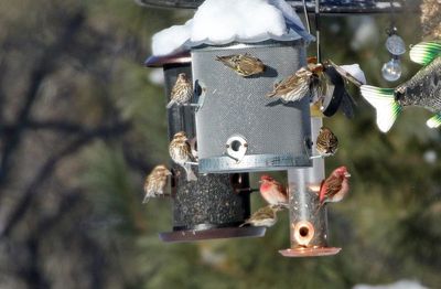 Purple Finch 2025-02-16