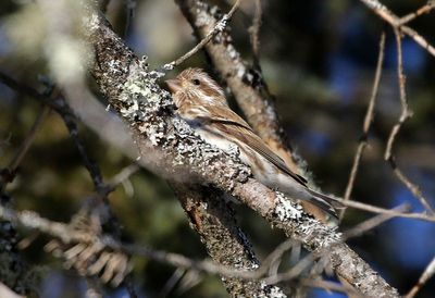 Purple Finch 2025-02-16