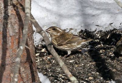 Purple Finch 2025-02-16