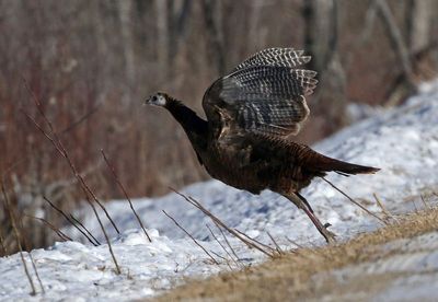 Wild Turkey 2025-02-16