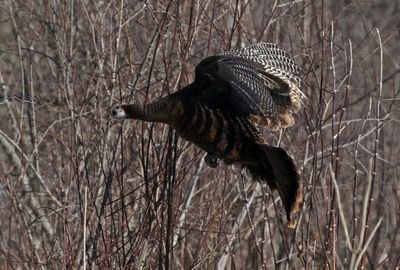 Wild Turkey 2025-02-16