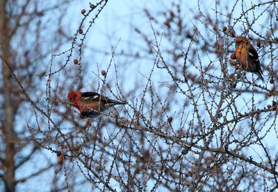 White-winged Crossbill 2025-02-16