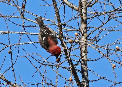 White-winged Crossbill 2025-02-16