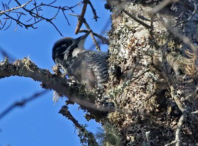 American Three-toed Woodpecker 2025-02-17