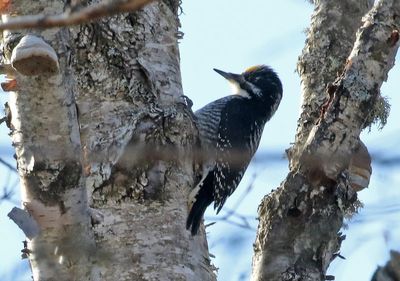 American Three-toed Woodpecker 2025-02-17