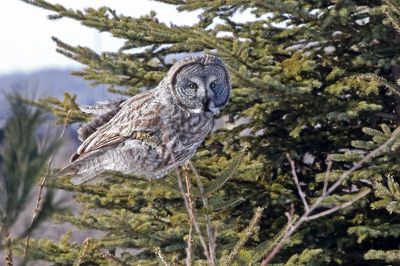 Great Gray Owl 2025-02-17