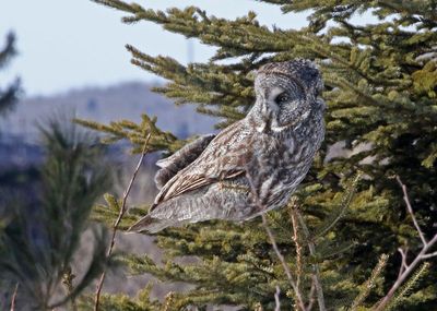 Great Gray Owl 2025-02-17