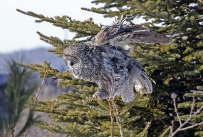 Great Gray Owl 2025-02-17