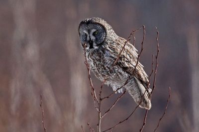 Great Gray Owl 2025-02-17