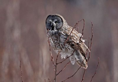 Great Gray Owl 2025-02-17
