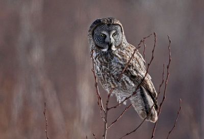 Great Gray Owl 2025-02-17